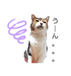 ねこねこねこねこ♡（個別スタンプ：13）