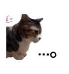 ねこねこねこねこ♡（個別スタンプ：15）