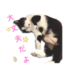 ねこねこねこねこ♡（個別スタンプ：16）