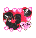 ねこねこねこねこ♡（個別スタンプ：17）