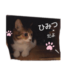ねこねこねこねこ♡（個別スタンプ：18）