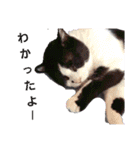 ねこねこねこねこ♡（個別スタンプ：19）