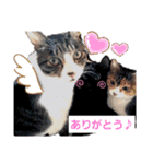 ねこねこねこねこ♡（個別スタンプ：21）