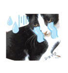 ねこねこねこねこ♡（個別スタンプ：22）