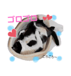 ねこねこねこねこ♡（個別スタンプ：24）