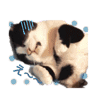 ねこねこねこねこ♡（個別スタンプ：25）