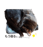 ねこねこねこねこ♡（個別スタンプ：26）