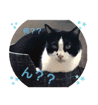 ねこねこねこねこ♡（個別スタンプ：27）