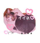 ねこねこねこねこ♡（個別スタンプ：28）