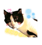 ねこねこねこねこ♡（個別スタンプ：30）