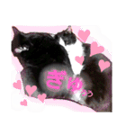 ねこねこねこねこ♡（個別スタンプ：31）