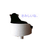 ねこねこねこねこ♡（個別スタンプ：33）