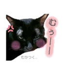 ねこねこねこねこ♡（個別スタンプ：34）