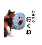 ねこねこねこねこ♡（個別スタンプ：35）