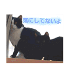 ねこねこねこねこ♡（個別スタンプ：36）