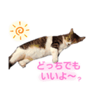 ねこねこねこねこ♡（個別スタンプ：37）
