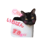 ねこねこねこねこ♡（個別スタンプ：39）