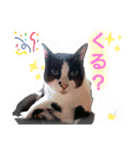 ねこねこねこねこ♡（個別スタンプ：40）