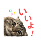 けだま！！（個別スタンプ：1）