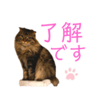 けだま！！（個別スタンプ：2）