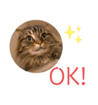 けだま！！（個別スタンプ：3）