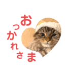 けだま！！（個別スタンプ：5）