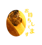 けだま！！（個別スタンプ：6）
