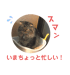 けだま！！（個別スタンプ：7）