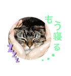 けだま！！（個別スタンプ：8）