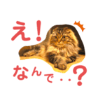 けだま！！（個別スタンプ：9）