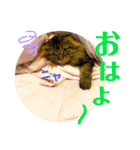けだま！！（個別スタンプ：11）