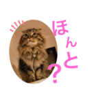 けだま！！（個別スタンプ：12）
