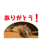 けだま！！（個別スタンプ：14）