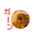 けだま！！（個別スタンプ：15）