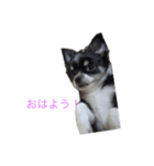 宙ちゃんスタンプ（個別スタンプ：5）