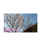 綺麗 背景スタンプ（個別スタンプ：7）