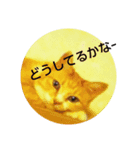 にゃんにゃんこ！（個別スタンプ：4）