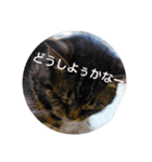 にゃんにゃんこ！（個別スタンプ：5）