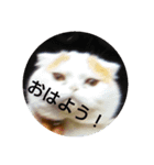 にゃんにゃんこ！（個別スタンプ：7）