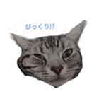 こたスタンプ-（個別スタンプ：1）