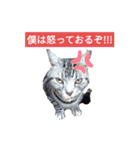 こたスタンプ-（個別スタンプ：4）