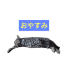 こたスタンプ-（個別スタンプ：6）