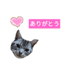 こたスタンプ-（個別スタンプ：8）