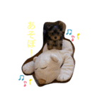 ヨークシャテリアのパピー ☆lalachan2☆（個別スタンプ：1）