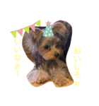 ヨークシャテリアのパピー ☆lalachan2☆（個別スタンプ：4）