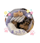 ヨークシャテリアのパピー ☆lalachan2☆（個別スタンプ：5）