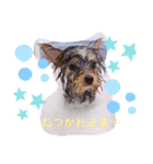 ヨークシャテリアのパピー ☆lalachan2☆（個別スタンプ：6）