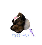 ヨークシャテリアのパピー ☆lalachan2☆（個別スタンプ：10）