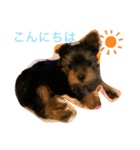 ヨークシャテリアのパピー ☆lalachan2☆（個別スタンプ：14）