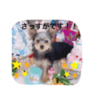 ヨークシャテリアのパピー ☆lalachan2☆（個別スタンプ：15）